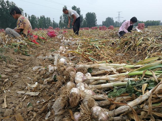 全国大蒜最新价格引发种植与市场波澜，深入执行方案设计及市场冒险分析