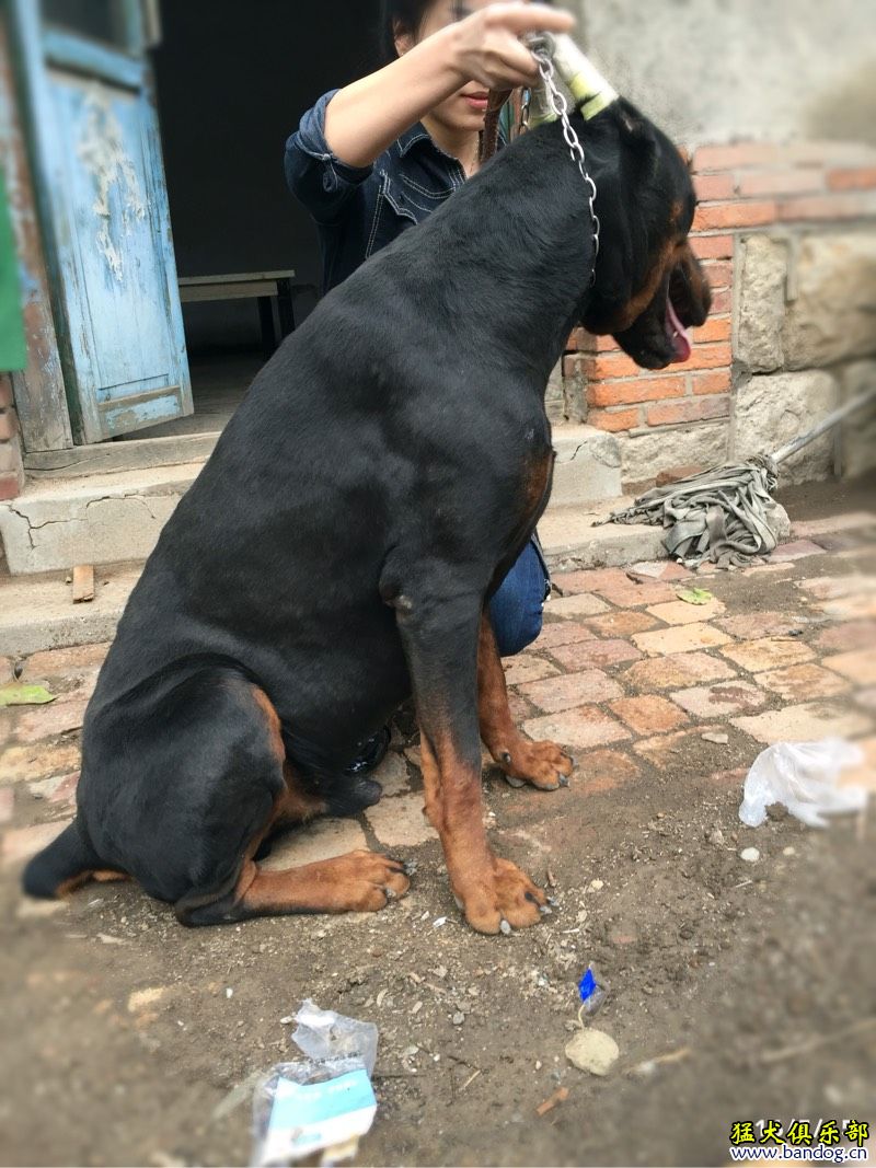 天一犬舍最新种公，卓越血统的魅力深度解析与专家解答