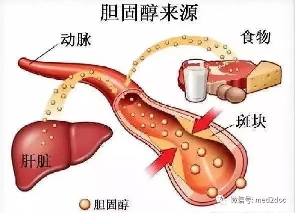 最新胆固醇研究重塑健康认知黄金版解读效率资料